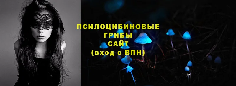 Псилоцибиновые грибы Psilocybine cubensis  Петровск-Забайкальский 